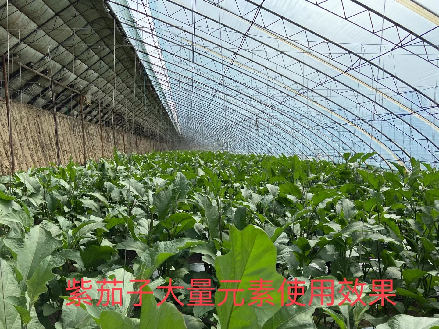 立杉水溶肥的效果怎么樣？看看在茄子上效果反饋