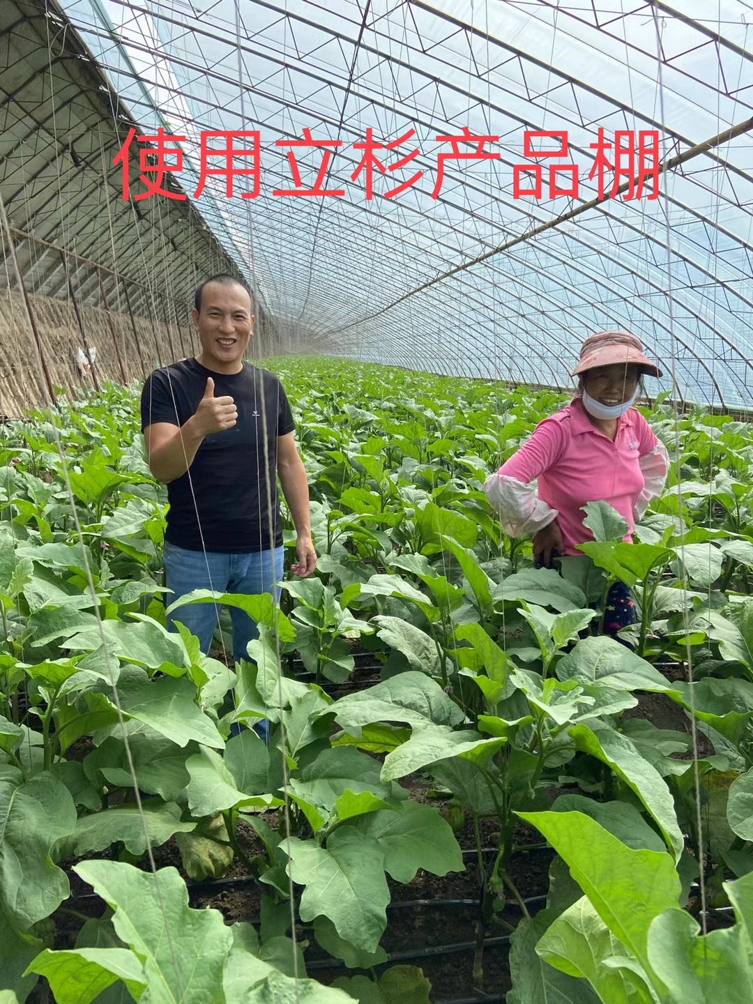 <a href=http://getitglobal.cn target=_blank class=infotextkey>上海立杉</a>水溶肥在北方暖棚茄子上的效果反饋2