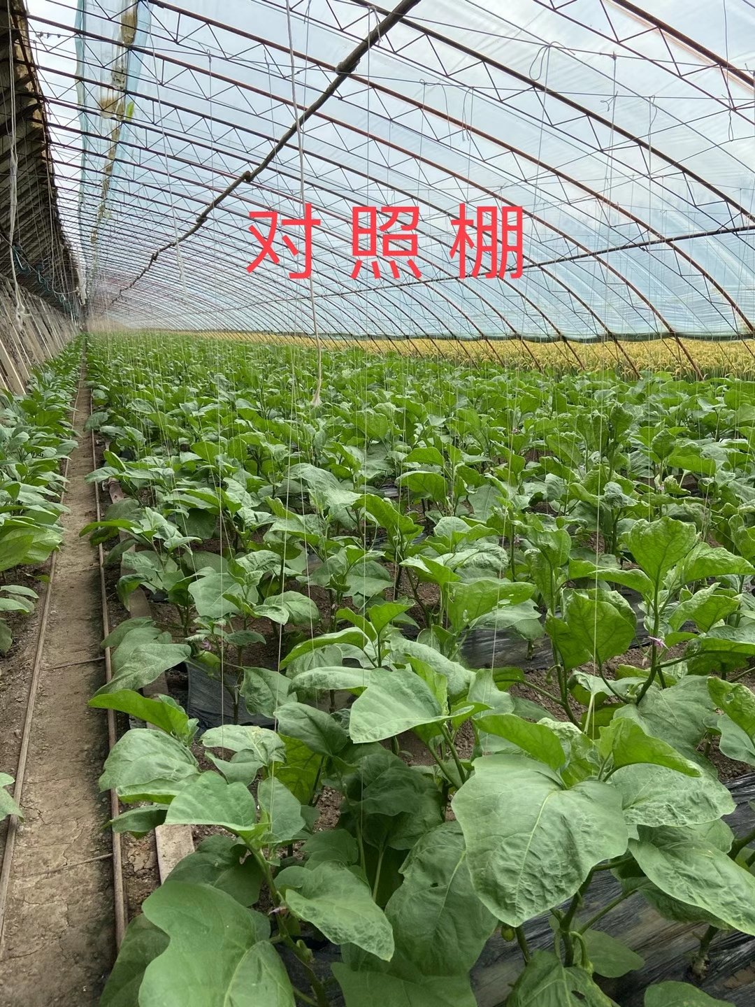 <a href=http://getitglobal.cn target=_blank class=infotextkey>上海立杉</a>水溶肥在北方暖棚茄子上的效果反饋3