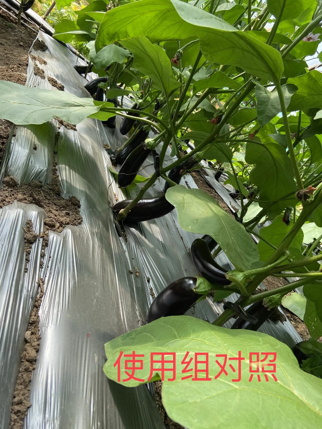 <a href=http://getitglobal.cn target=_blank class=infotextkey>上海立杉</a>水溶肥在北方暖棚茄子上的效果反饋5